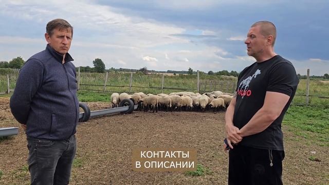 Скрещивание животных! Литовская Черноголовая и Суффолк! Особенности породы Суффолк! Овцеводство