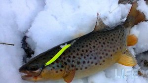Как ловить форель зимой? Платные и дикие пруды, мормышка!