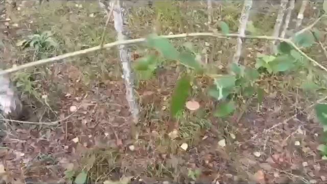 Грибная охота???? смотреть онлайн