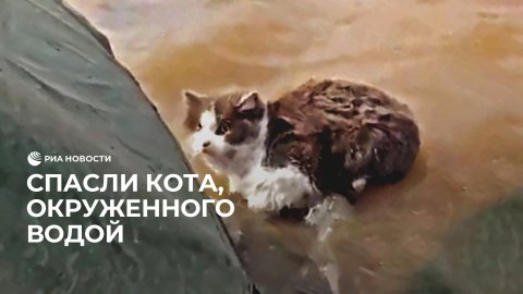Спасли кота, окруженного водой