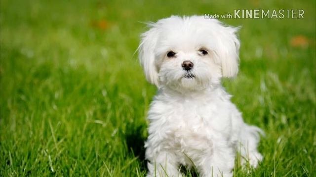 Топ 10 самых маленьких пород собак