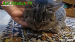 Песни в головах у персонажей анука давайка