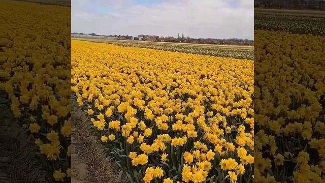 Голландия гуллари смотреть онлайн