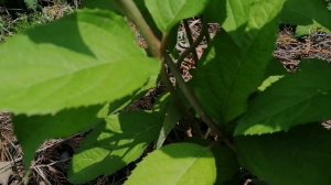 Естественные подпорки для метельчатых гортензий.