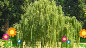 Ива вавилонская. Краткий обзор: Ива вавилонская описание характеристик, где купить саженцы