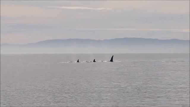 Косатки у побережья Калифорнии смотреть онлайн