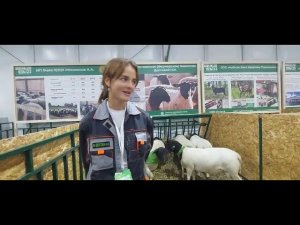 #дорпер, первый день выставки "Золотая осень-2023"