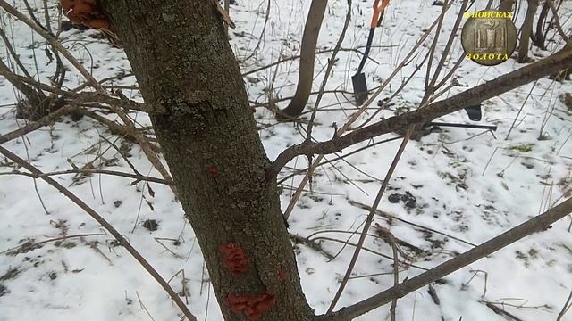 ЯНВАРЬ! КОПАРЬ ТОРЖЕСТВУЕТ!