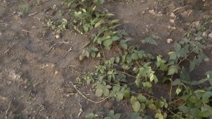 Как пересадить кусты бесшипной ежевики