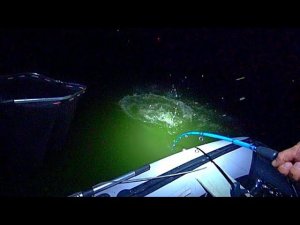 ДИКИЕ ПАРОВОЗЫ РВУТ ЗАКИДУШКИ!!! НЕЗАБЫВАЕМАЯ РЫБАЛКА НА САЗАНА И СОМА!