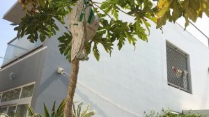 ДАЧА НОВЫХ ВЬЕТНАМЦЕВ ОПАСНОСТЬ и КРАСОТА Новый Год по ЛУННОМУ КАЛЕНДАРЮ Люда Изи Кук влог Вьетнам