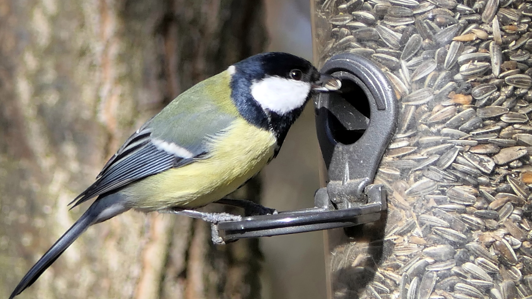 Покормите птиц зимой! | Feed the birds in winter!