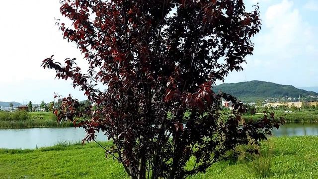 Красное дерево в сочинском экопарке смотреть онлайн