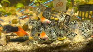 Голубой тигр цихлиды