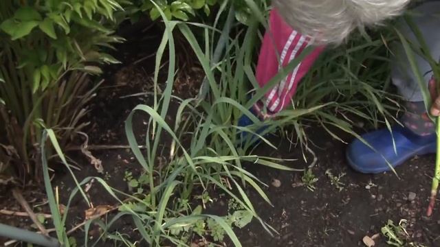 Голова садовая - Чеснок бульбочками посеянный осенью смотреть онлайн