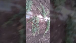 фузариоз на арбузе