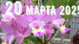 Грабли веерные Для любителей канала Грабли Live  20.03.2025