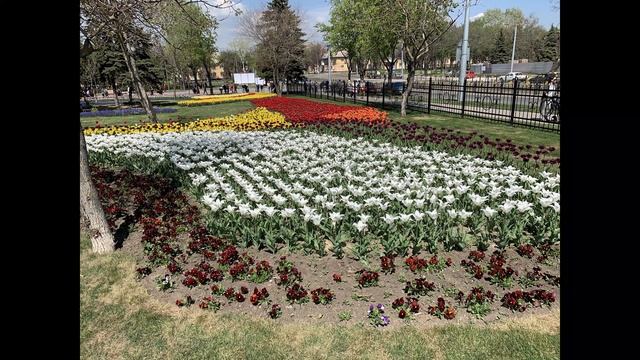 Парк "Веселка", тюльпани. Марiуполь. Квiтень 2019 р. Rainbow Park, tulips. Mariupol. April, 2019. смотреть онлайн