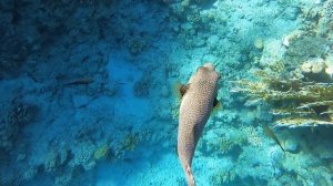 РЫБА-ФУГУ в Красном море // PUFFERFISHS in Red Sea (Relax)
