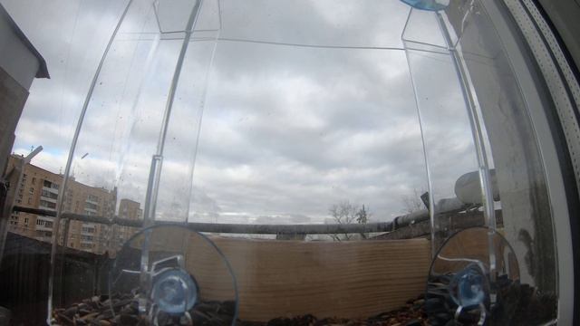 Timelapse Синички едят семечки из кормушки смотреть онлайн