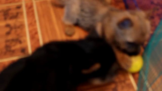 Чепрачный мальчик и рыжая девочка смотреть онлайн