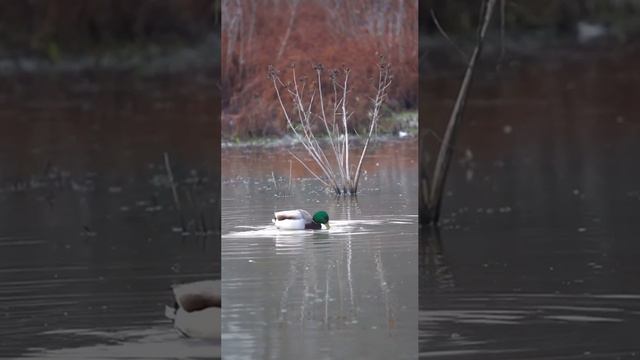 Весна 🦆Утки