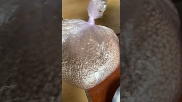 #Кливия просыпается! Пора удобрить! #Шортс. смотреть онлайн