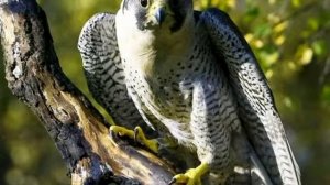 Притча про Сокола и ветку