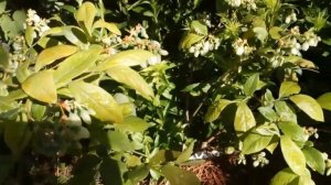 Голубика в саду. Сан Райз,Блю Кроп и Шантеклер     #голубика #май2021