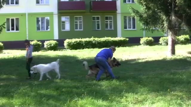 Кейс – Собака лает на прохожих и на собак. До и после смотреть онлайн