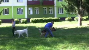 Кейс – Собака лает на прохожих и на собак. До и после