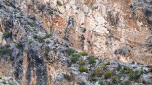 Сabras de montañas. Горные козы в горах Андалусии