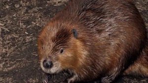 канадский бобр