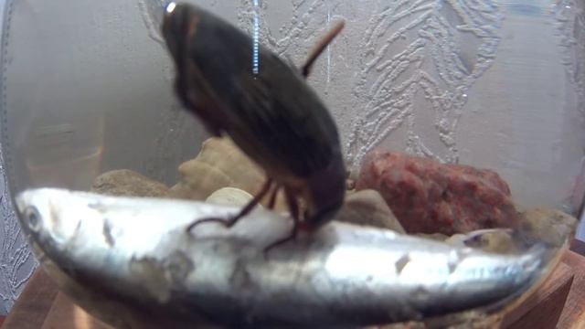 Будет ли жук плавунец есть мёртвую рыбу? смотреть онлайн