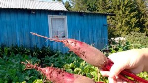 Таня север Таня юг. Лук, огурцы и свёкла. Июль 2020.