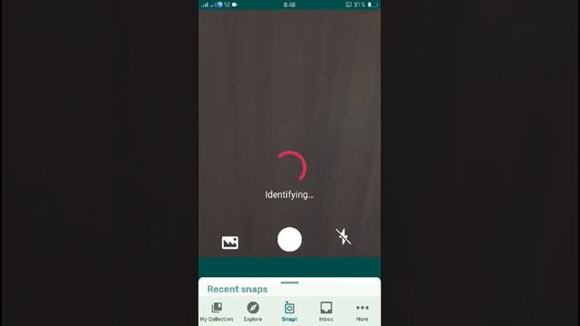 PlantSnap identifies an Elephant Ear (Caladium bicolor) смотреть онлайн