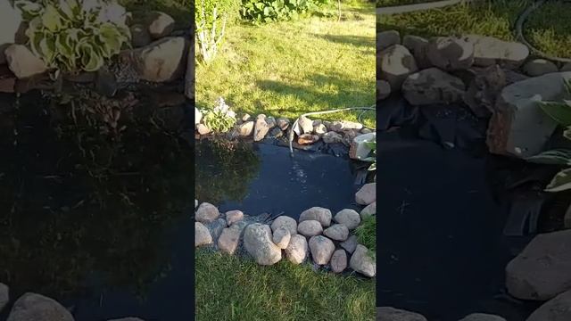 садовый #прудик из старой ванны