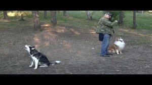 плюсы минусы породы колли pros and cons of the collie breed 牧羊犬品种的利弊
