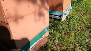 Вывод качественных  пчелиных маток. Самый простой способ...