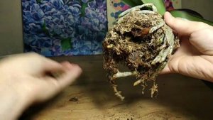 Как нарастить корни у орхидей? Здоровая корневая у фаленопсисов.