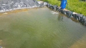 Пруд на дачном участке своими руками, для разведения рыб. Боремся с грязной водой. Фильтр-колготки!