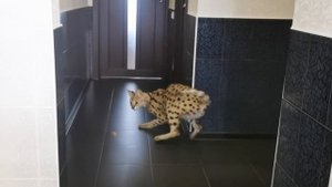 СЕРВАЛ- лучший ПРЫГУН/Кто Главный, СЕРВАЛ или СОБАКИ?