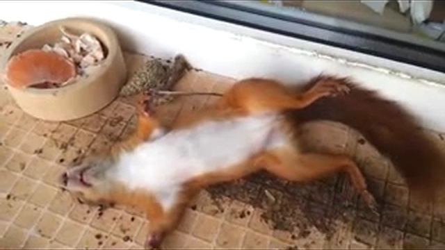 Белка переела смотреть онлайн