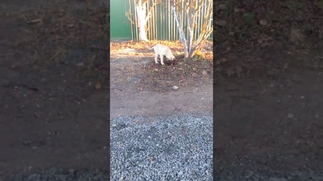 Щенки Анатолийской овчарки ( Турецкий Кангал) 3.5 месяца смотреть онлайн