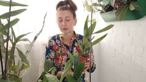 Идеальный СПОСОБ ВЫРАЩИВАНИЯ БУЛЬБОВЫХ ОРХИДЕЙ / Пересадка Камбрии в КАМНИ