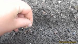 Какие Цветы Можно Посеять Прямо В Открытый Грунт