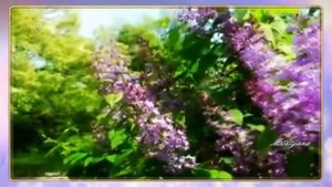 Ретро - танго "Куст сирени" (клип)