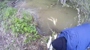 Бешеная рыбалка по судаку! Дикий клев рыбы с берега! Рыбалка на реке 2021! Ловля рыбы на резинку!