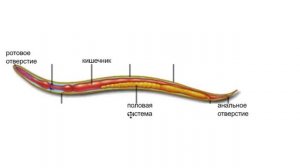 строение круглых червей