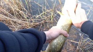 Ловля трофейной щуки на воблера.Рыбалка на щуку весной. Трофейная щука на спиннинг весной.